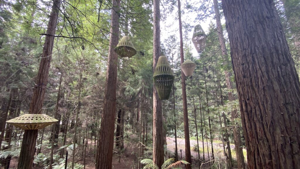 Review of the Red Wood Quarry Loop in Rotorua, New Zealand