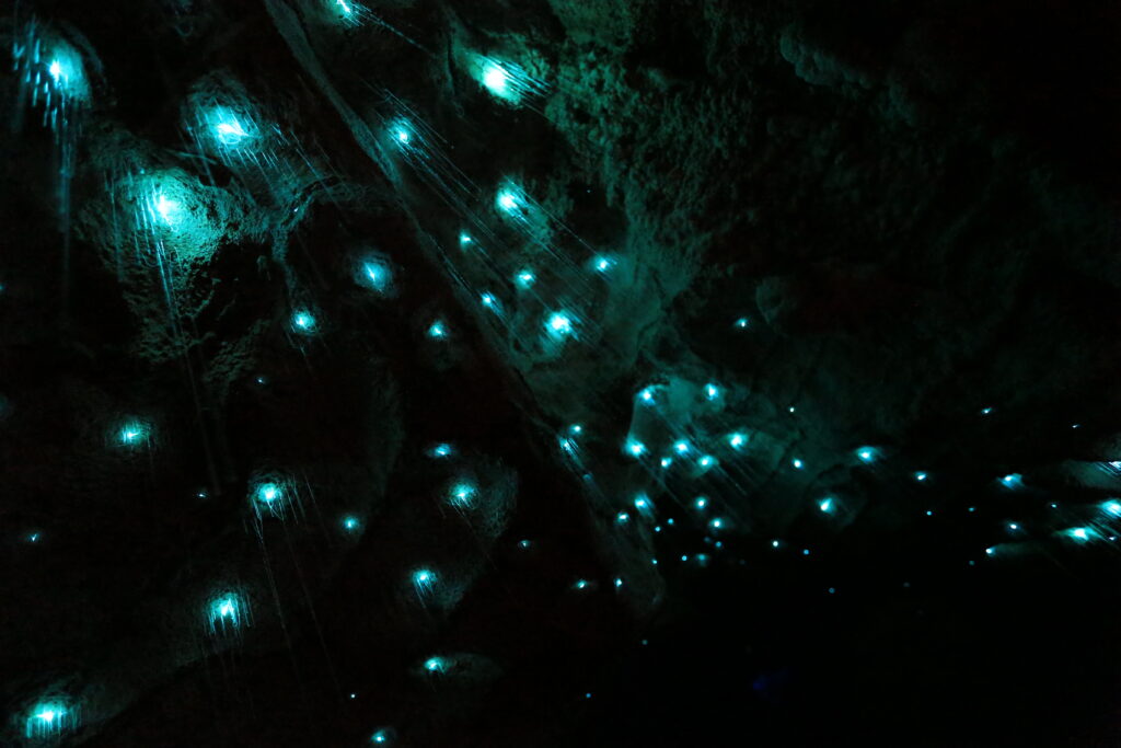 Moving through the Abyss, A review of the Glow Worm Caves in Waitomo, NZ